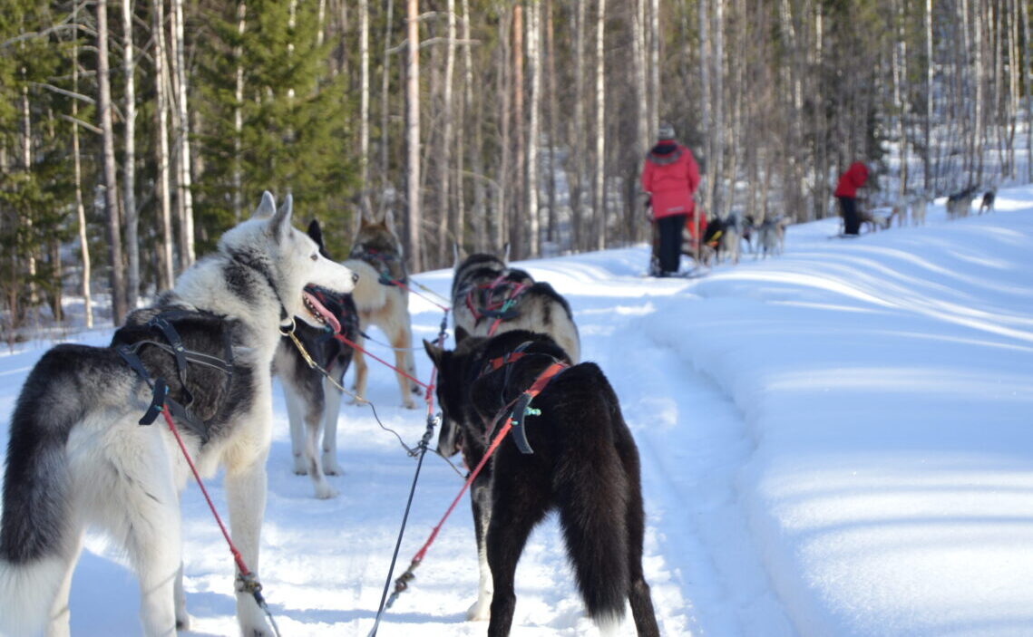 The LCN Committee went dogsledding